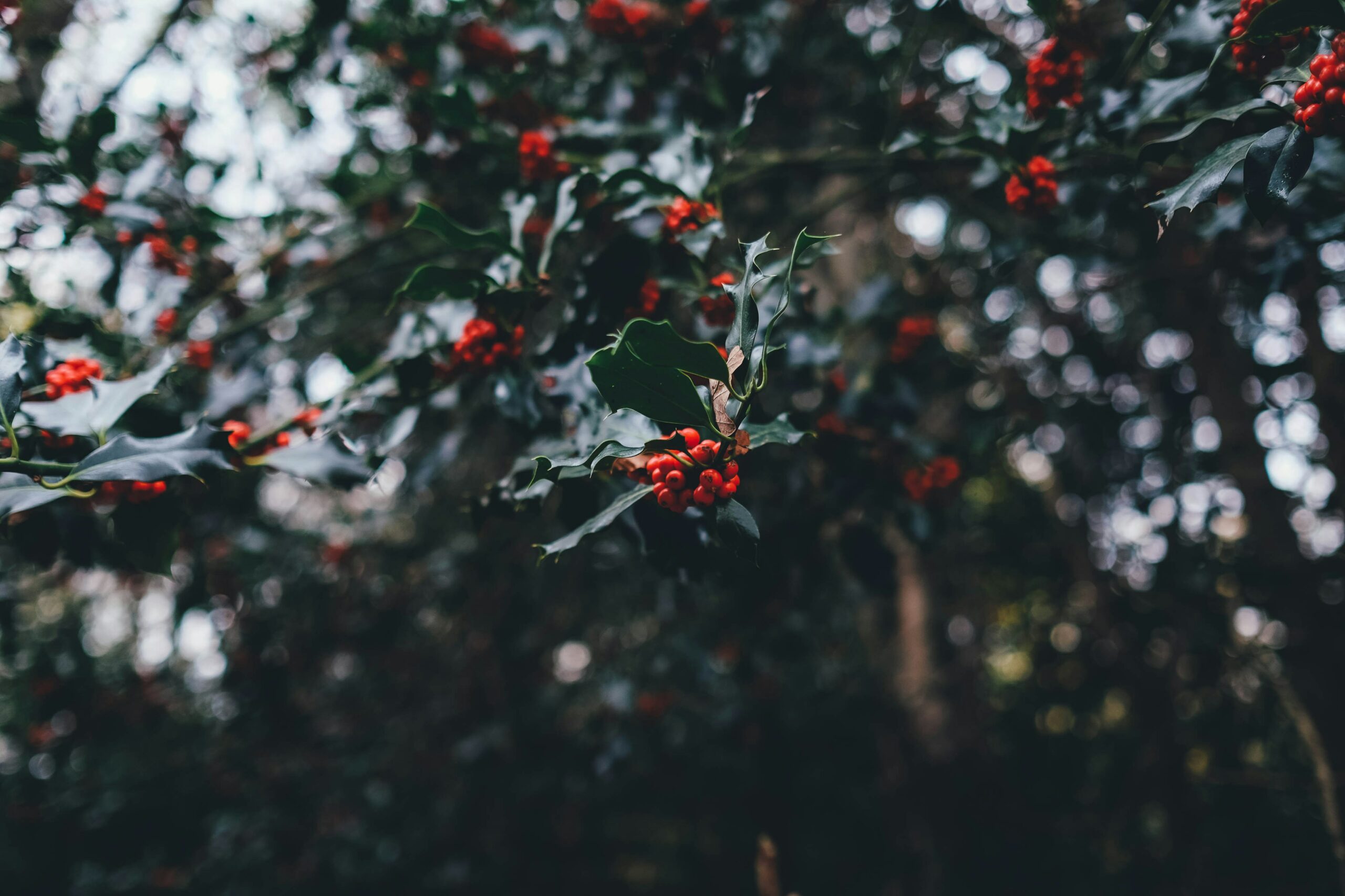 Red berries on a holly branch.